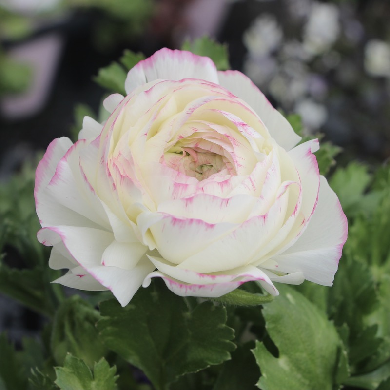 ラナンキュラス「マシェ」22-03番(3.5号ポット)