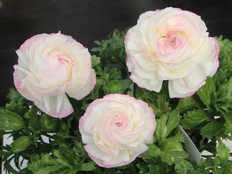 ラナンキュラス「マシェ」22-03番(3.5号ポット)