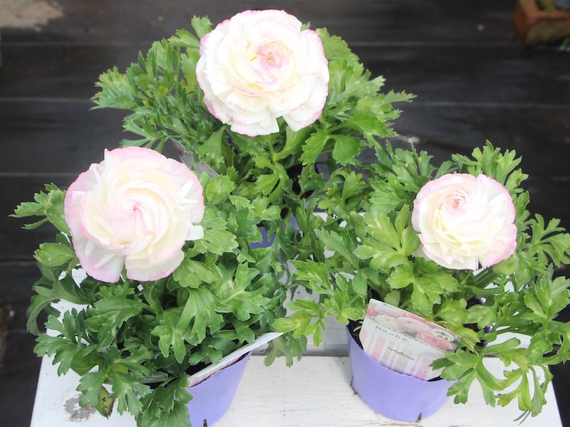 ラナンキュラス「マシェ」22-03番(3.5号ポット)