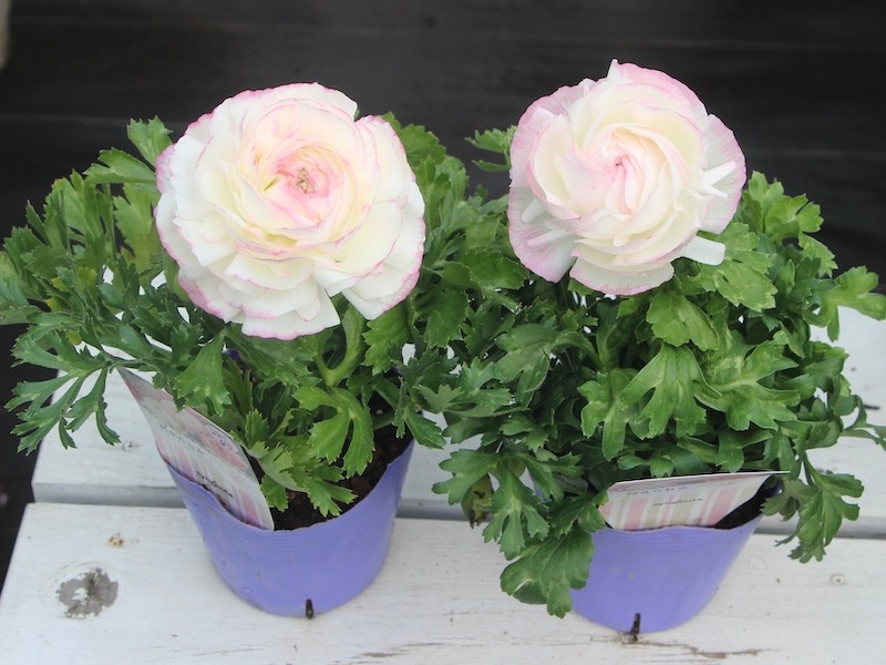 ラナンキュラス「マシェ」22-03番(3.5号ポット)