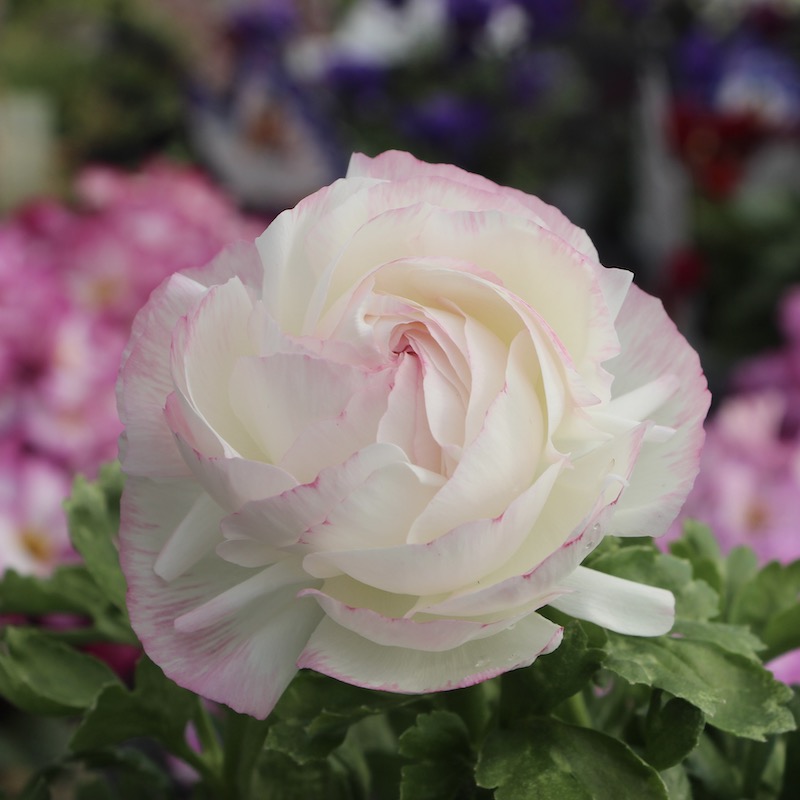 ラナンキュラス「マシェ」22-03番(3.5号ポット)