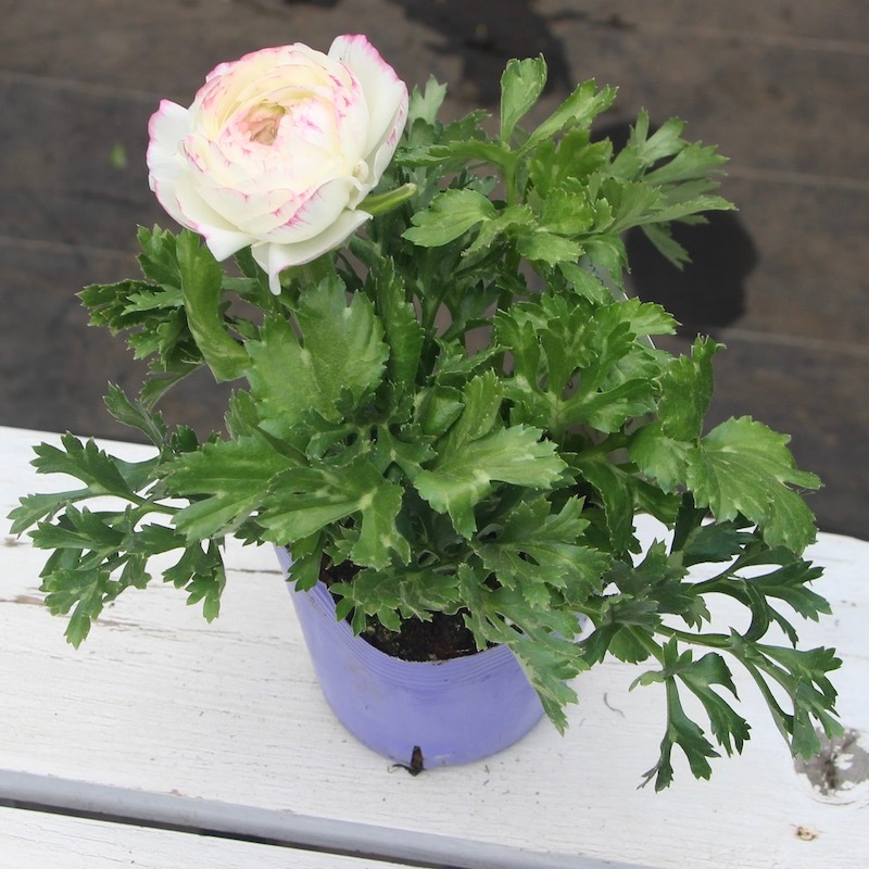 ラナンキュラス「マシェ」22-03番(3.5号ポット)