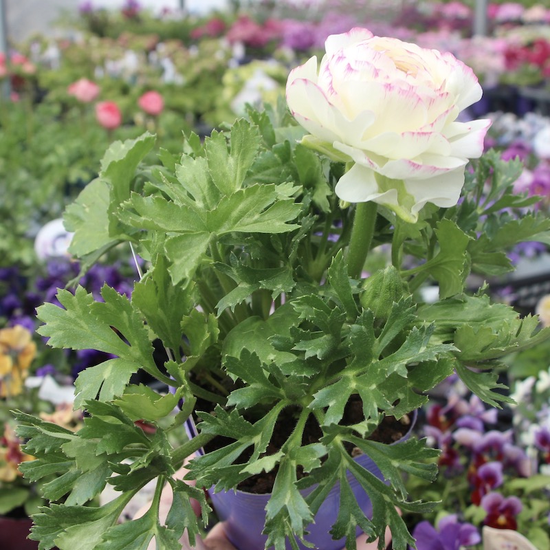 ラナンキュラス「マシェ」22-03番(3.5号ポット)