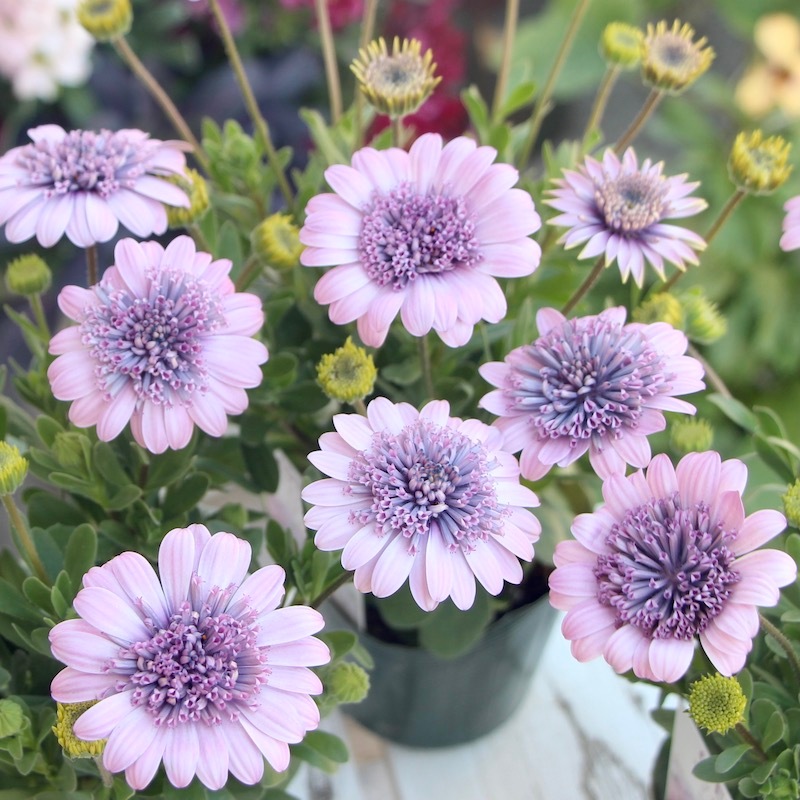 ベルボトム専門店DEEDEE うくっ ゴブラン グラムベル No.4 ソウルフラワー 