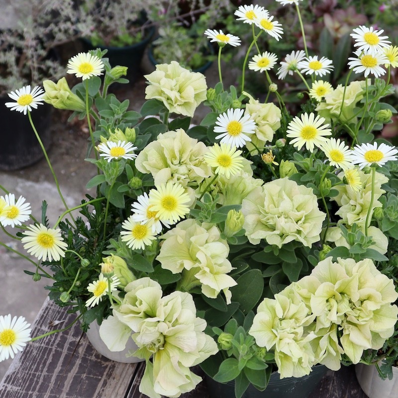 春の寄せ植えに♪ブラキカム「イエロー」