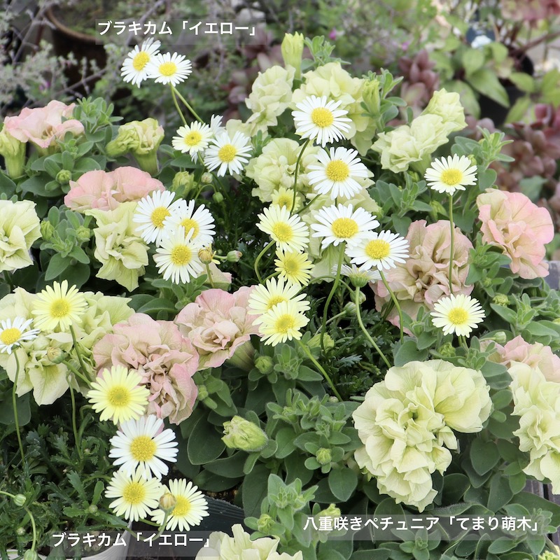 春の寄せ植えに♪ブラキカム「イエロー」