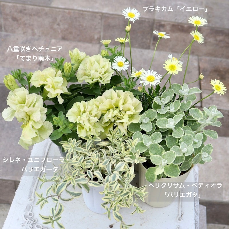 春の寄せ植えに♪ブラキカム「イエロー」