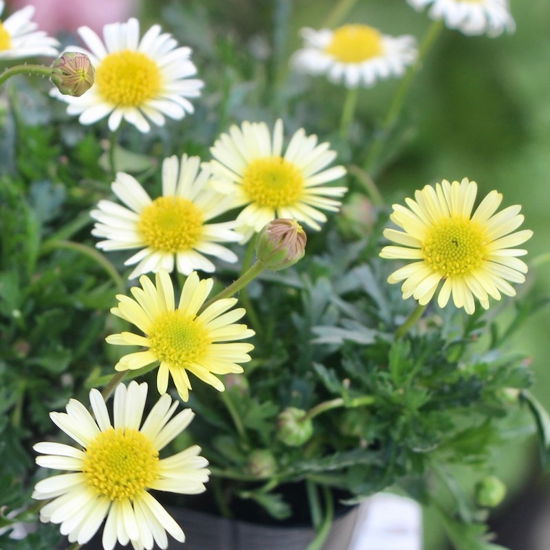 春の寄せ植えに♪ブラキカム「イエロー」