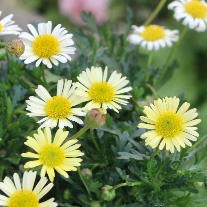 春の寄せ植えに♪ブラキカム「イエロー」
