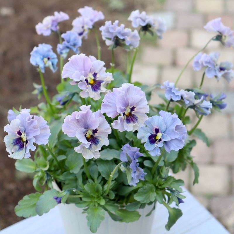 ゆー☆さま LA75♥石川園芸 ビオラレディ♥人気品種♥ポットごと発送