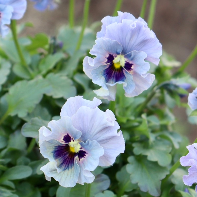 特大☆画像の現品!! 石川園芸さんのビオラ「レディ」スペシャル＜SP9＞