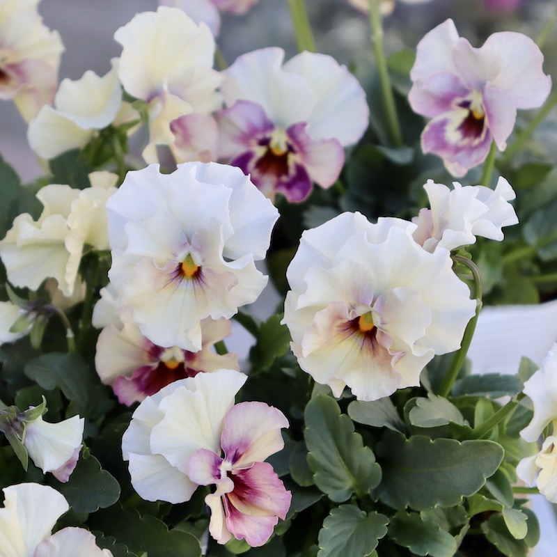 花日和さんのフリル咲き小輪パンジー「ペルクレア」お色お任せ♪＜指定