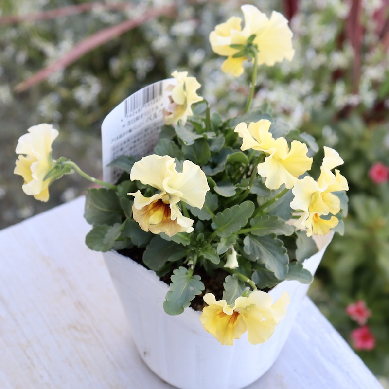 花日和さんのフリル咲き小輪パンジー「ペルクレア」お色お任せ♪＜指定