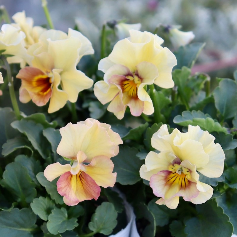 MIYABIさま　ＦＲ28♥花日和さん　フリルパンジー　ペルクレア 花日和さんのフリル咲き小輪パンジー「ペルクレア」お色お任せ♪＜指定