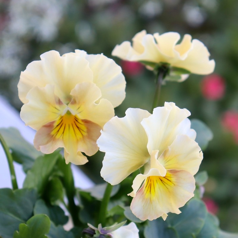 MIYABIさま　ＦＲ28♥花日和さん　フリルパンジー　ペルクレア 花日和さんのフリル咲き小輪パンジー「ペルクレア」お色お任せ♪＜指定