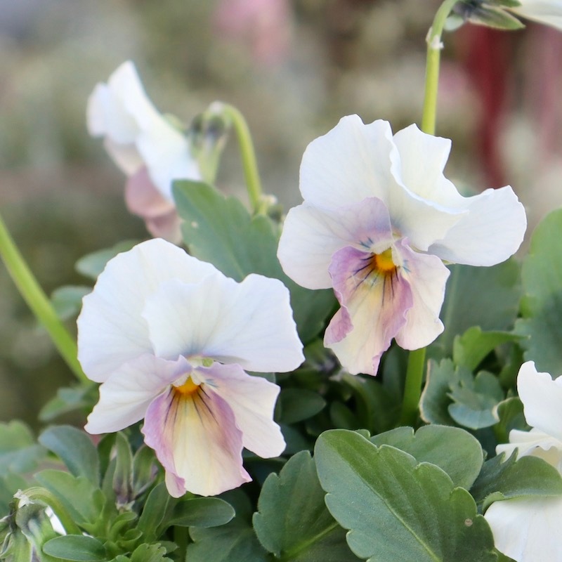 花日和さんのフリル咲き小輪パンジー「ペルクレア」お色お任せ♪＜指定