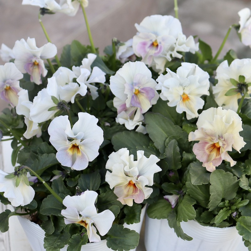 花日和さんのフリル咲き小輪パンジー「ペルクレア」お色お任せ♪＜指定