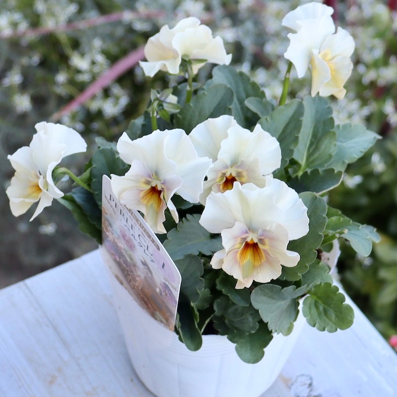 花日和さんのフリル咲き小輪パンジー「ペルクレア」お色お任せ♪＜指定