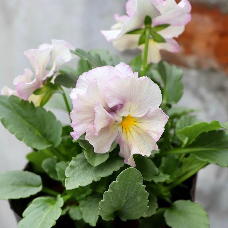 花日和さんのフリル咲き小輪パンジー「ペルクレア」お色お任せ♪＜指定