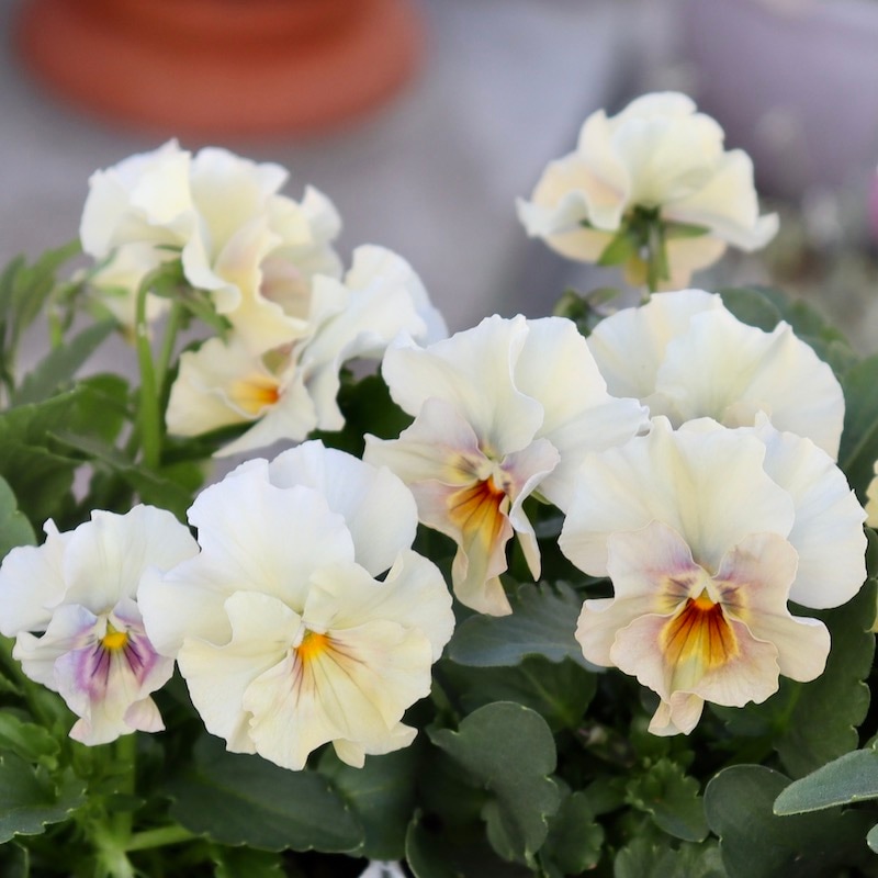 花日和さんのフリル咲き小輪パンジー「ペルクレア」お色お任せ♪＜指定