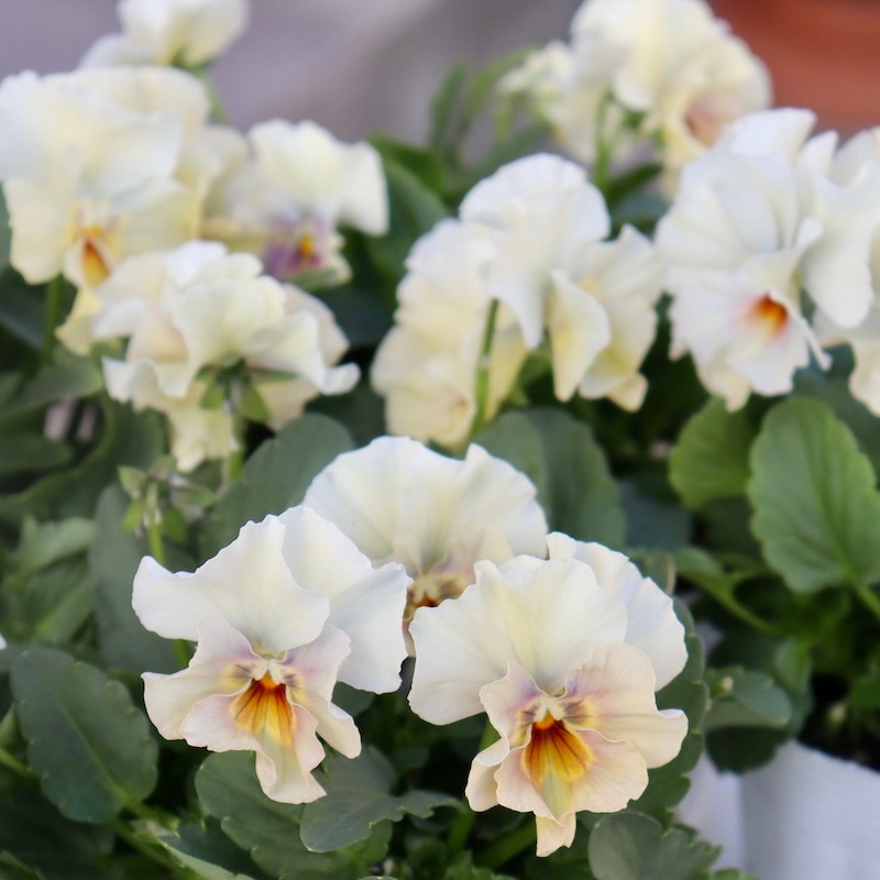 MIYABIさま　ＦＲ28♥花日和さん　フリルパンジー　ペルクレア 花日和さんのフリル咲き小輪パンジー「ペルクレア」お色お任せ♪＜指定