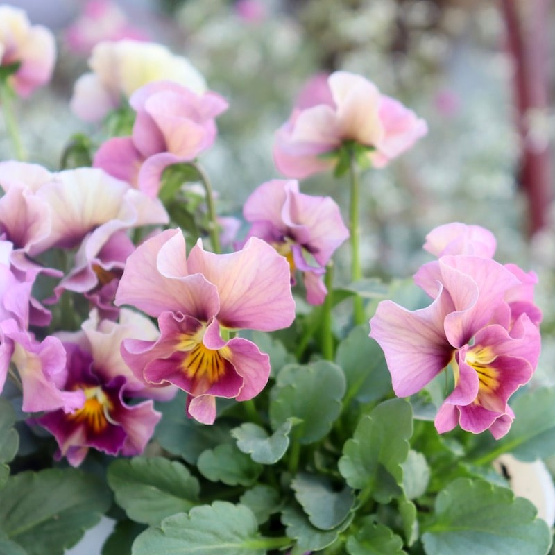 花日和さんのフリル咲き小輪パンジー「ペルクレア」お色お任せ♪＜指定