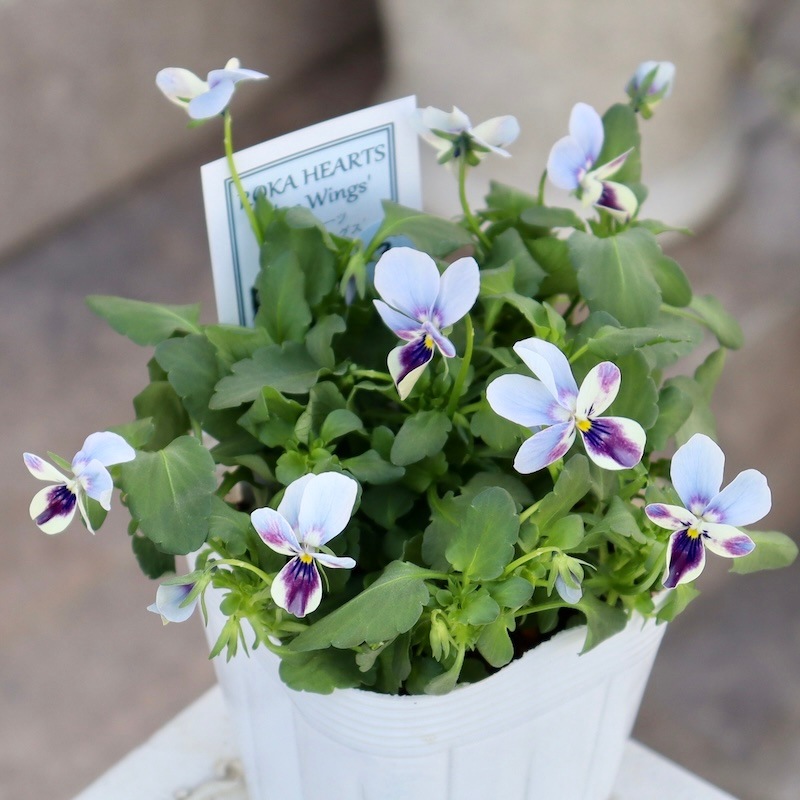 画像で花色を選べる!! ロカハーツ「ブルーウイングス」＜2番＞