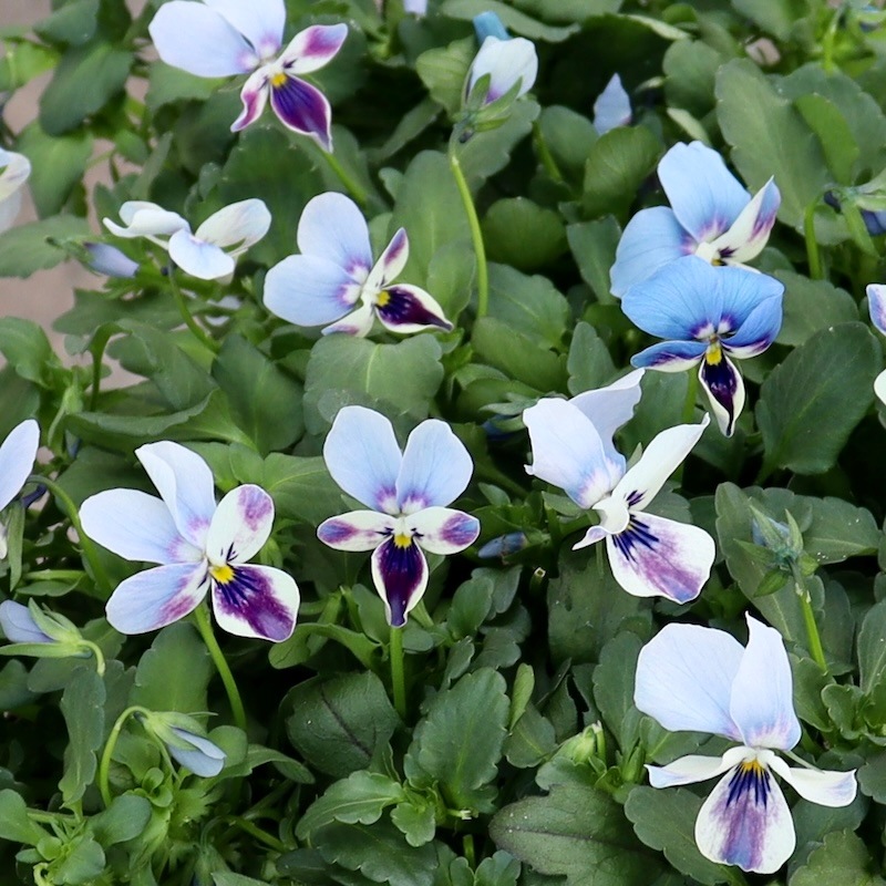 画像で花色を選べる!! ロカハーツ「ブルーウイングス」＜2番＞