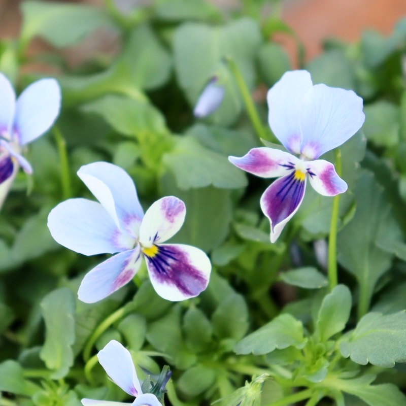 ロカハーツ　ブルーウィングス　③ポット苗、その他 画像の現品1点限り!! ロカハーツ「ブルーウイングス」＜3-1番＞