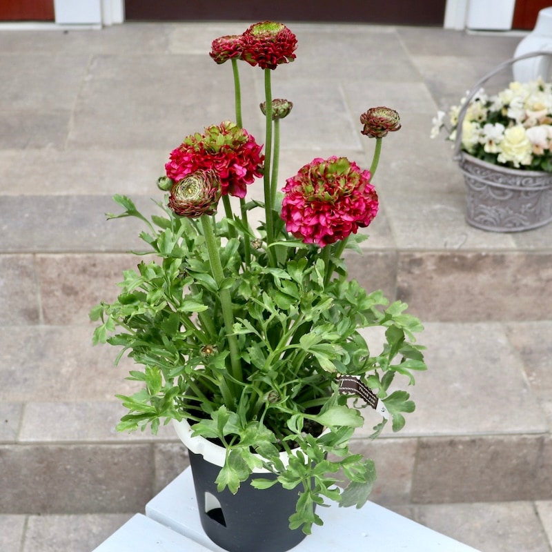 大苗 ラナンキュラス ポンポン『キャンディ』10号 土を植替えスリット鉢で発送♪ 大苗 ラナンキュラス ポンポン『キャンディ』10号 土を植替えスリット