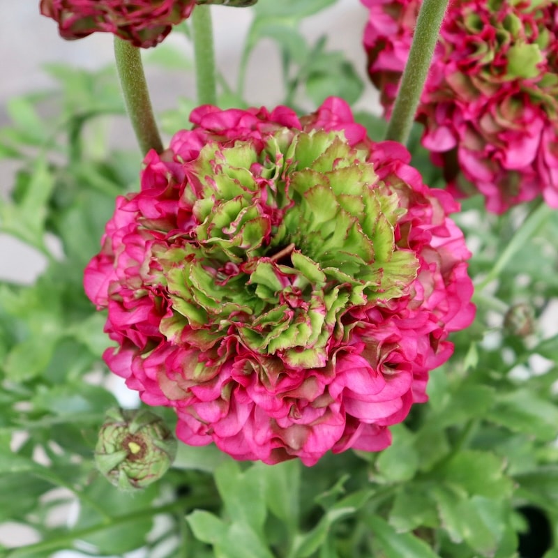 レア品種☆画像の現品!! 大輪ラナンキュラス・ポンポンシリーズ「5番