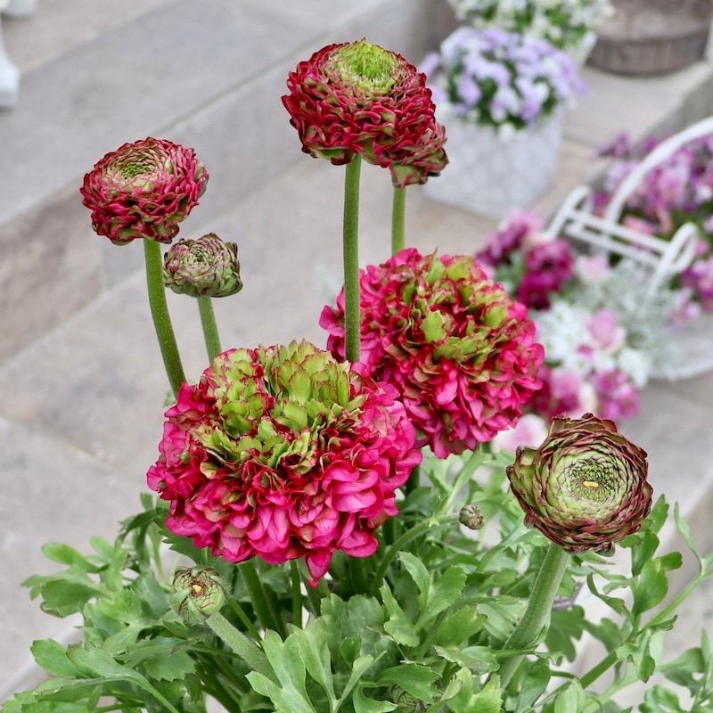 レア品種☆画像の現品!! 大輪ラナンキュラス・ポンポンシリーズ「5番