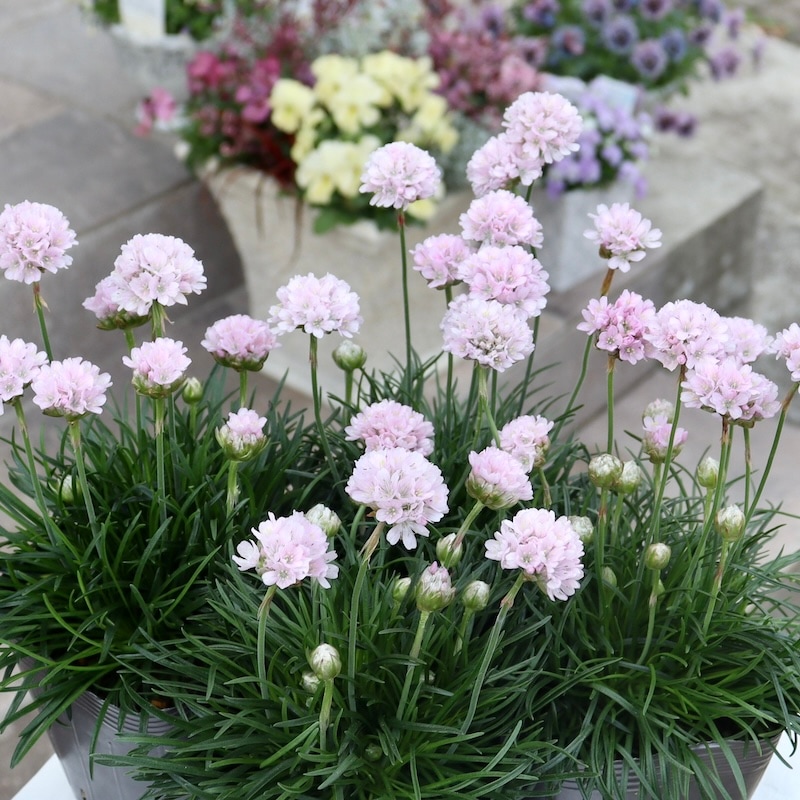 超良株☆桜色のアルメリア「アルマダ・ピンク」(3.5号ポット)