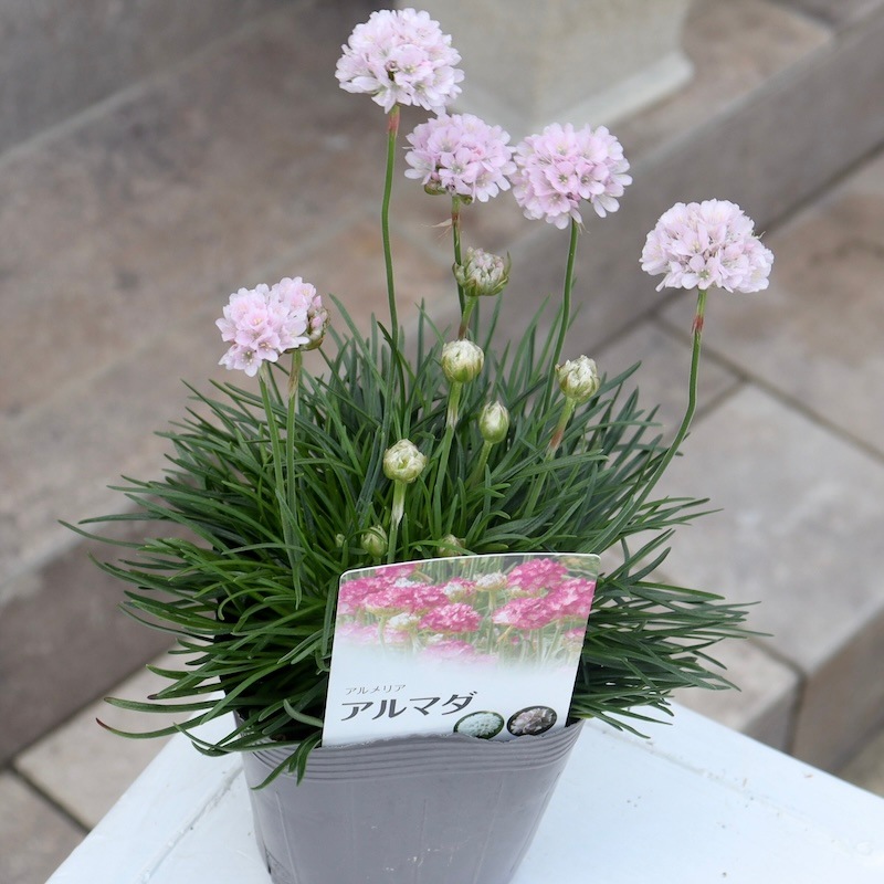 超良株☆桜色のアルメリア「アルマダ・ピンク」(3.5号ポット)