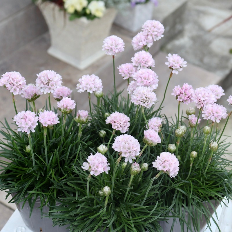 超良株☆桜色のアルメリア「アルマダ・ピンク」(3.5号ポット)