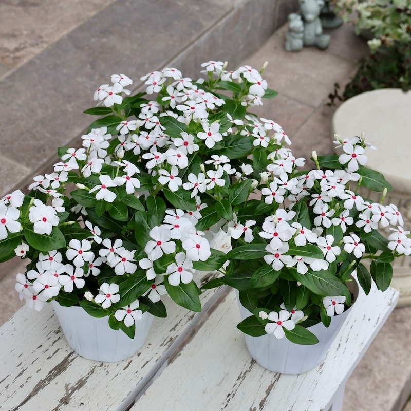 小輪多花性!!ビンカ(ニチニチソウ)・スターカイト「ポルカドット」(3.5