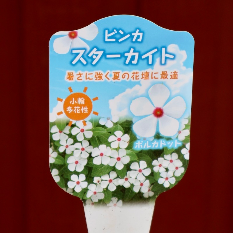 小輪多花性!!ビンカ(ニチニチソウ)・スターカイト「ポルカドット」(3.5