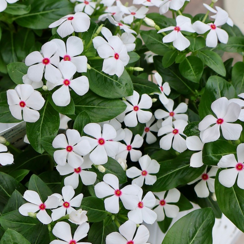 小輪多花性!!ビンカ(ニチニチソウ)・スターカイト「ポルカドット」(3.5