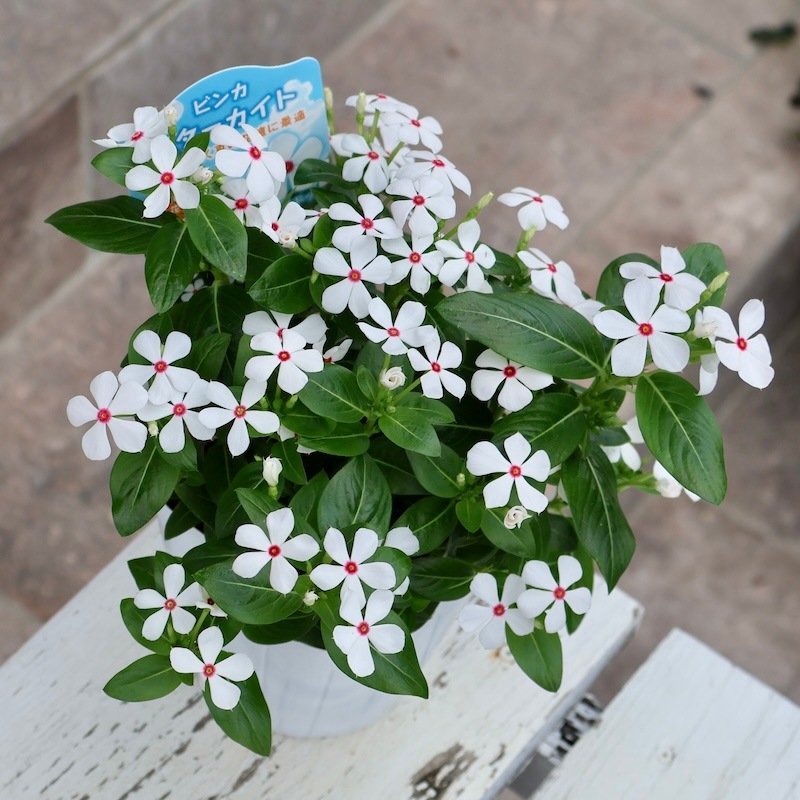 小輪多花性!!ビンカ(ニチニチソウ)・スターカイト「ポルカドット」(3.5