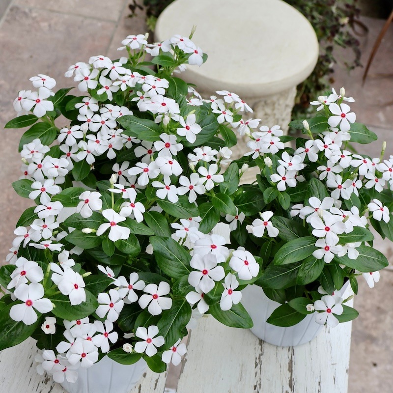 3_000000009335.jpg?1751033530