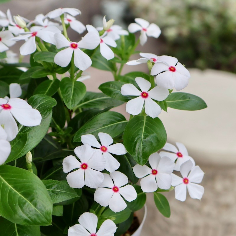 小輪多花性!!ビンカ(ニチニチソウ)・スターカイト「ポルカドット」(3.5 小輪多花性!!ビンカ(ニチニチソウ)・スターカイト「ポルカドット」(3.5