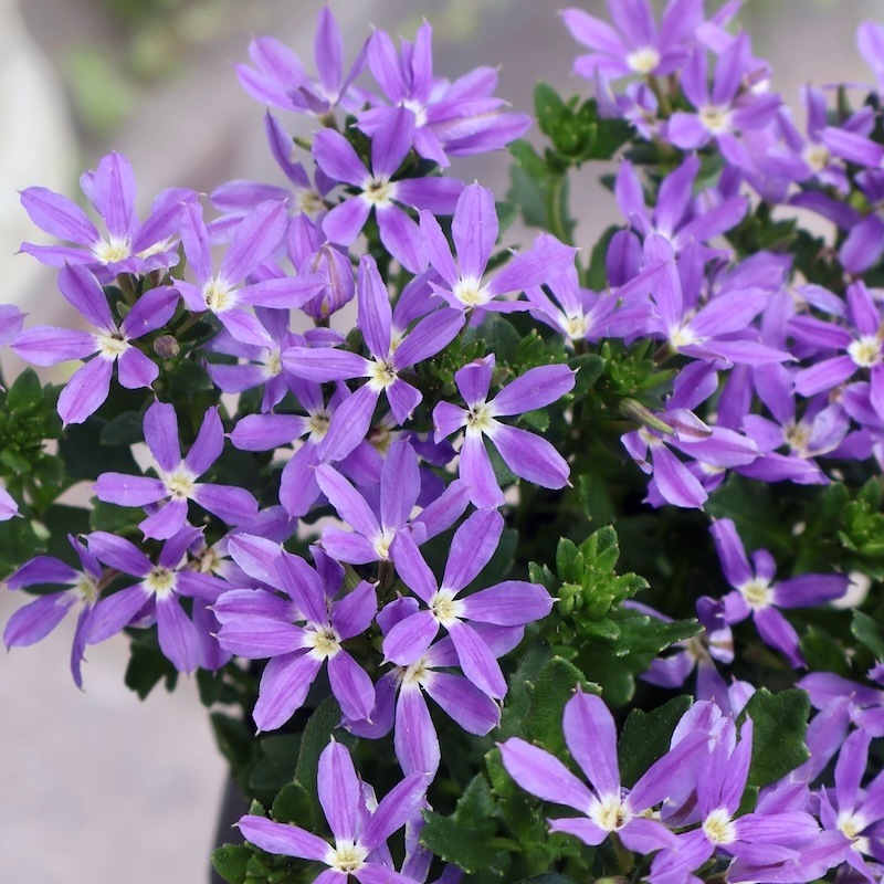 2025年NEW☆サントリーさんの星型スカエボラ☆スターティアラ「ブルー