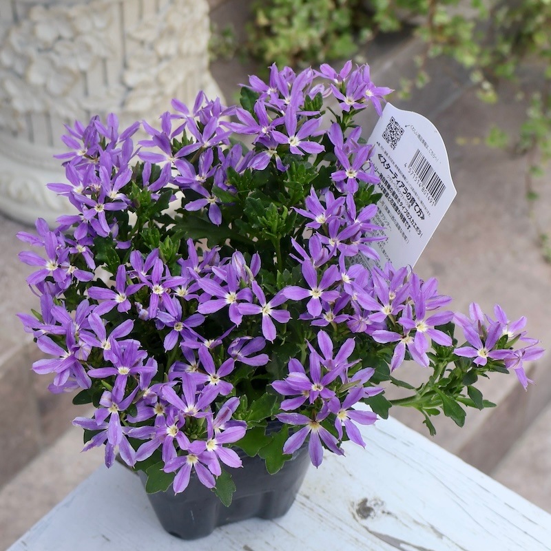 【バラ売り不可】スターダスト【エクストラ付き】 2025年NEW☆サントリーさんの星型スカエボラ☆スターティアラ「ブルー