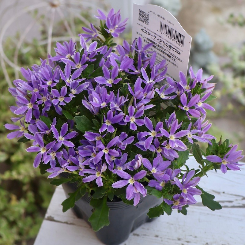 2025年NEW☆サントリーさんの星型スカエボラ☆スターティアラ「ブルー