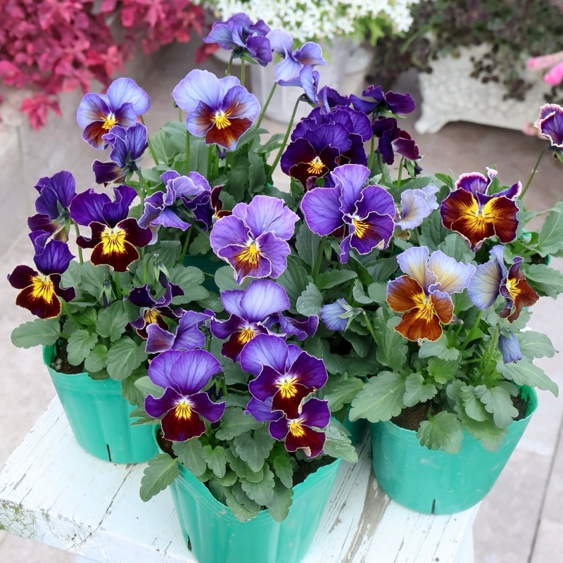 風散歩初登場☆ビオラ・ヨコハマセレクション「フレアブルー」色幅のお