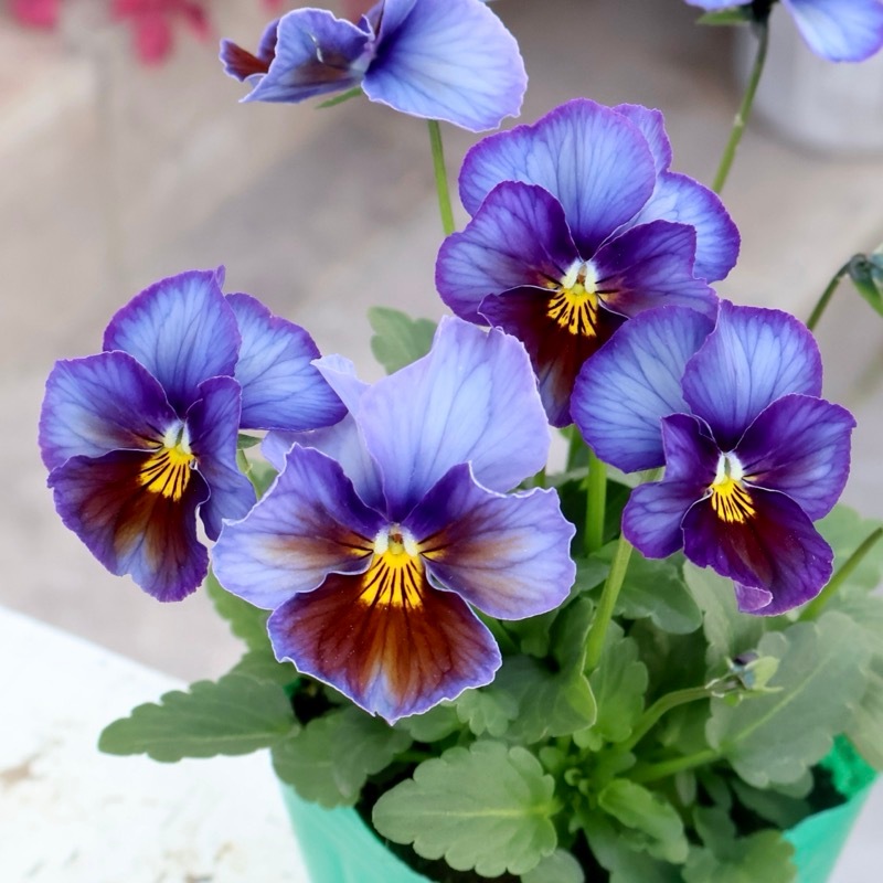 風散歩初登場☆ビオラ・ヨコハマセレクション「フレアブルー」色幅のお