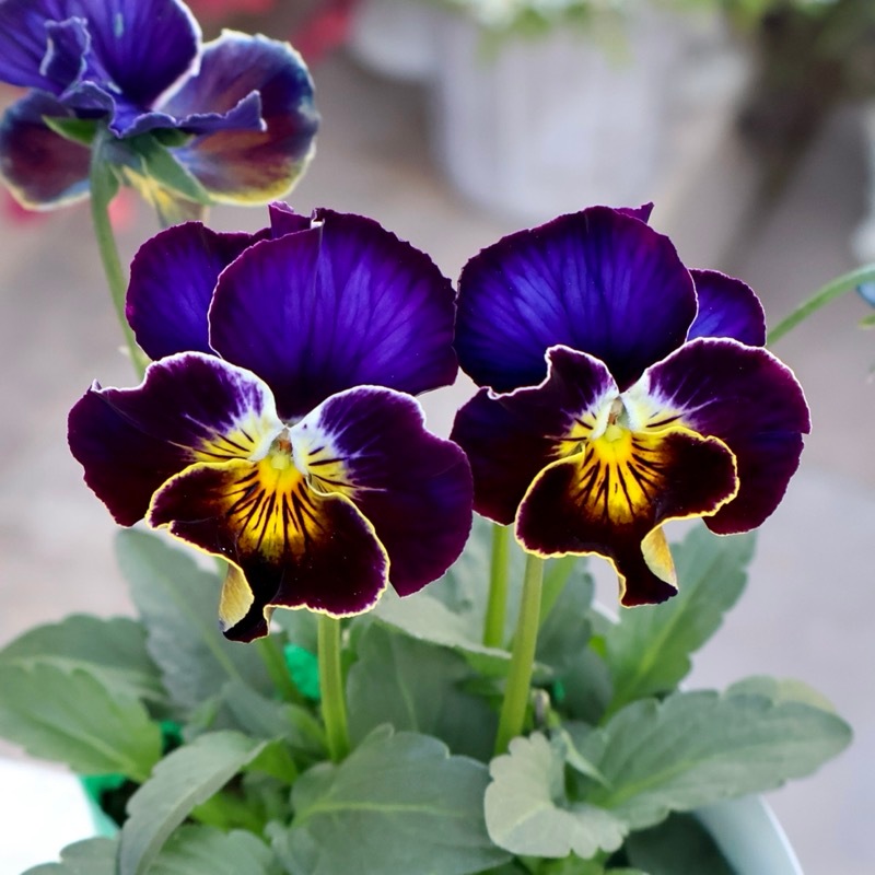 風散歩初登場☆ビオラ・ヨコハマセレクション「フレアブルー」色幅のお