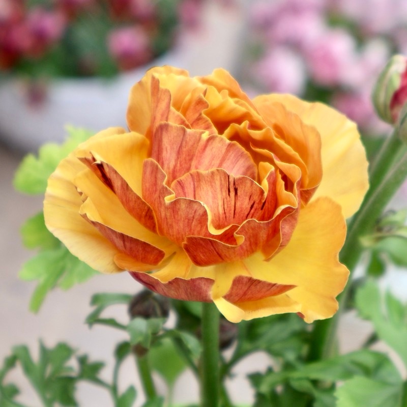 画像の現品1点限り》2色植えでお得♪うえたさんのラナンキュラス