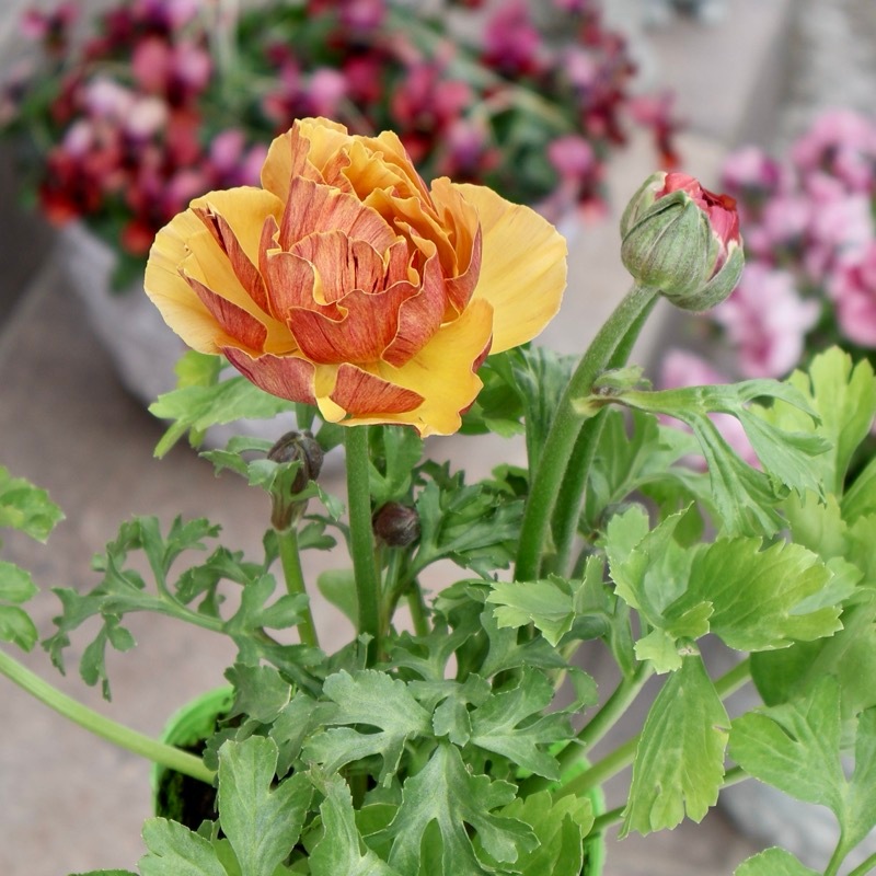 画像の現品1点限り》2色植えでお得♪うえたさんのラナンキュラス