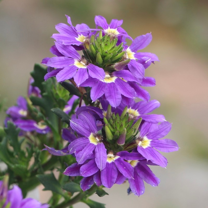 栄養系スカエボラ・ウインドファン「ディープブルー」(3.5号ポット)